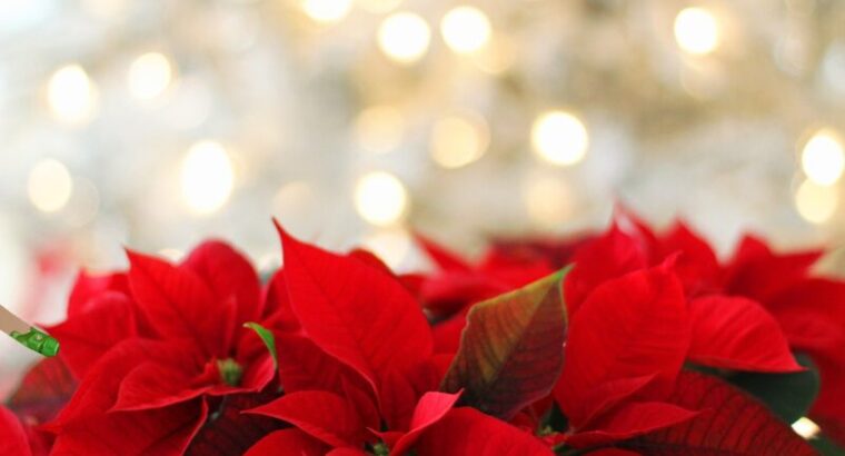 Looking for a Decent Educated Man who fears Allah in all matters