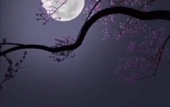 42 Married Boy seeking Proposal for Polygamy